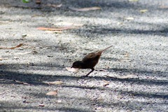 Pycnoptilus floccosus