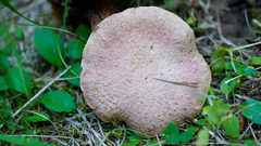 Suillus ochraceoroseus