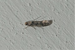Tineinae