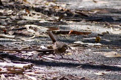 Pycnoptilus floccosus