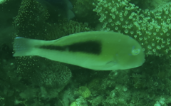 Choerodon cephalotes