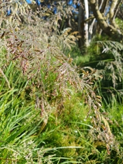 Poa