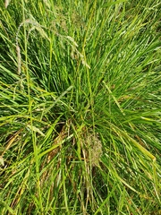 Poa