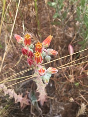 Dudleya caespitosa