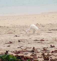 Bubulcus ibis coromandus