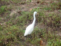 Bubulcus ibis coromandus