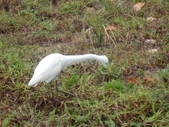 Bubulcus ibis coromandus