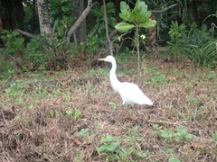 Bubulcus ibis coromandus