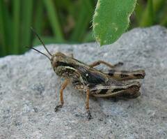 Melanoplus borealis