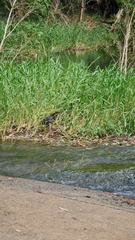 Ixobrychus flavicollis