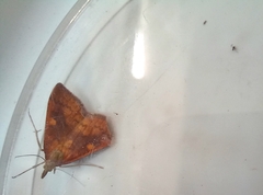 Mnesictena flavidalis