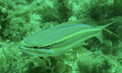 Pentapodus paradiseus