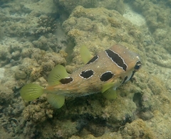 Diodon liturosus