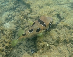 Diodon liturosus