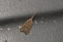 Lecithocera imprudens