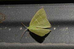 Urolitha bipunctifera