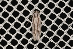 Leistarcha scitissimella