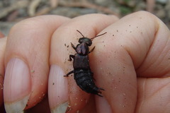 Antimerus punctipennis