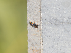 Ancistrocerus haematodes