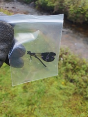 Aristocypha fenestrella