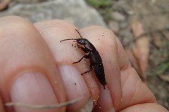 Antimerus punctipennis