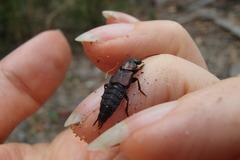 Antimerus punctipennis