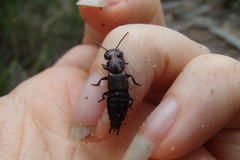 Antimerus punctipennis