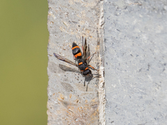 Ancistrocerus haematodes