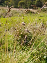 Poa