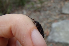 Antimerus punctipennis