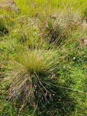 Poa