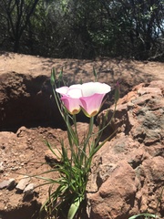 Calochortus catalinae