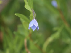 Billardiera heterophylla