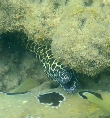 Gymnothorax favagineus