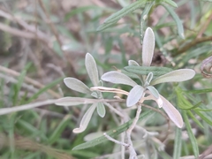 Malcolmia littorea