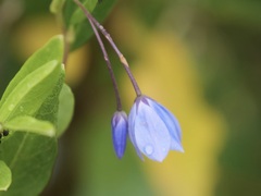 Billardiera heterophylla