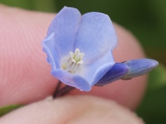 Billardiera heterophylla