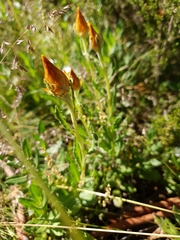 Xerochrysum subundulatum