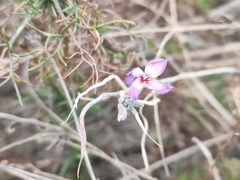 Malcolmia littorea