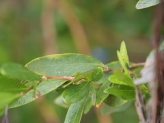 Billardiera heterophylla
