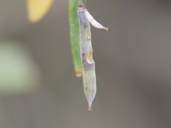 Billardiera heterophylla