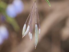 Billardiera heterophylla