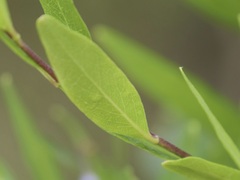 Billardiera heterophylla