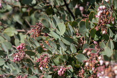 Arctostaphylos otayensis