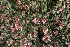 Arctostaphylos otayensis