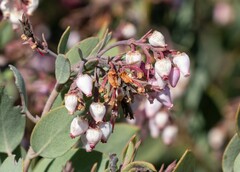 Arctostaphylos otayensis