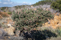 Arctostaphylos otayensis