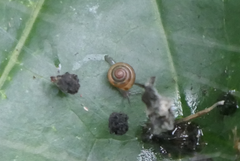 Coneuplecta calculosa