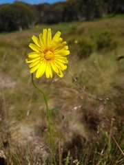Microseris lanceolata