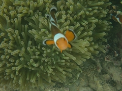 Amphiprion ocellaris